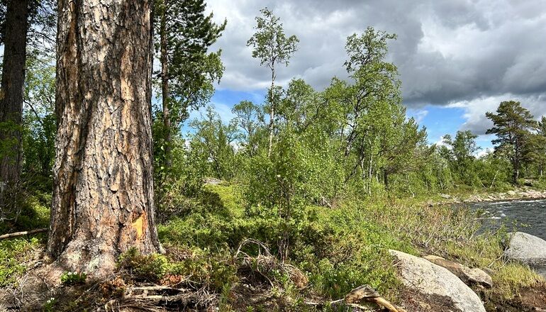 gammal tall och fj&auml;llbj&ouml;rkar i fj&auml;lln&auml;ra skog