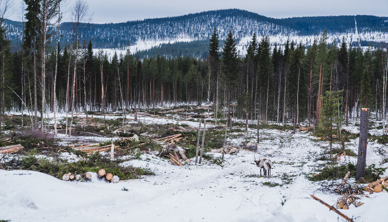 avverkad skog och tv&aring; renar
